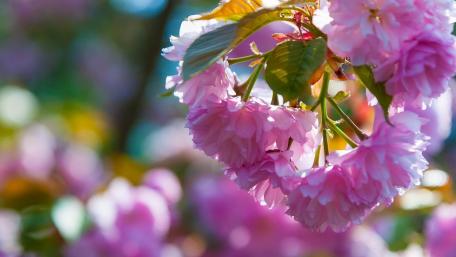 Delicate Blossoms in Soft Light wallpaper