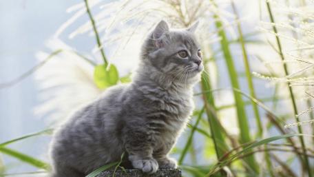 Charming Gray Kitten Among Nature's Beauty wallpaper