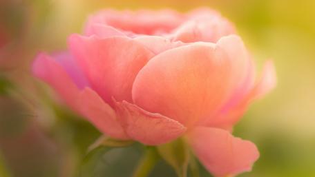 Delicate Pink Rose Blossom in Soft Light wallpaper