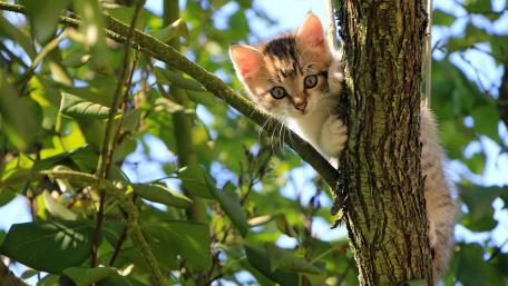 Curious Kitten in a Tree wallpaper