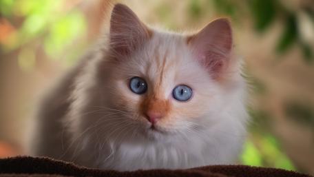 Adorable White Cat with Striking Blue Eyes wallpaper