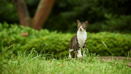 Graceful Stray Cat in Lush Greenery wallpaper