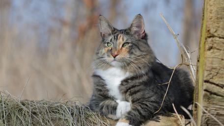 Majestic Feline Serenity in Nature wallpaper
