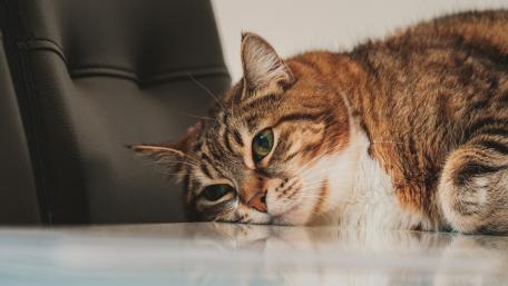 Lazy Cat Relaxing on a Chair Surface wallpaper