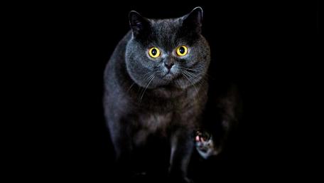 Mysterious Black Cat with Striking Yellow Eyes wallpaper