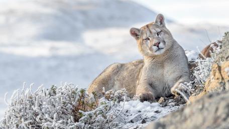 Majestic Mountain Puma in Winter Landscape wallpaper