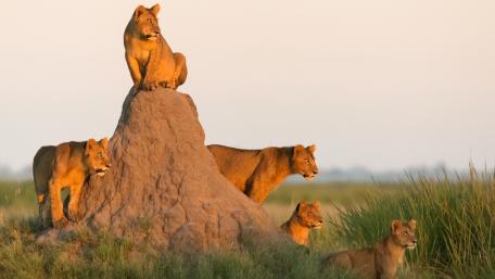 Majestic Lions on a Termite Mound in the Wild wallpaper