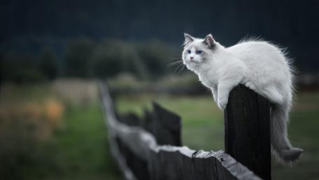 Whimsical Cat on a Rustic Fence wallpaper