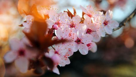 Blooming Cherry Blossoms in Spring Sunshine wallpaper