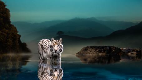 Majestic White Tiger at Twilight wallpaper