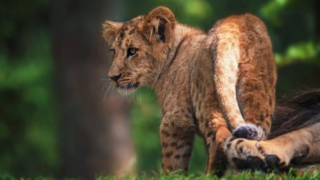 Majestic Lion Cub in Nature's Embrace wallpaper