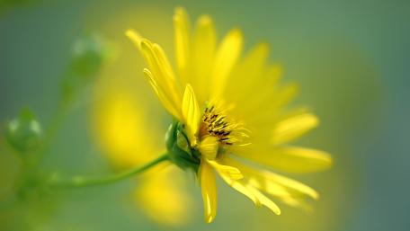 Bright Yellow Flower Blossom in Soft Focus wallpaper