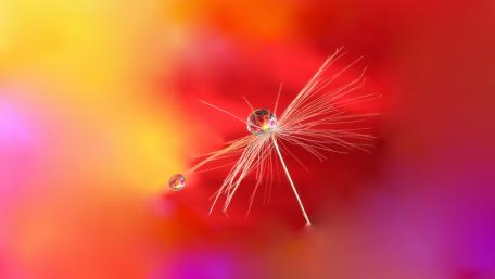 Delicate Beauty of Nature's Whispering Seeds wallpaper