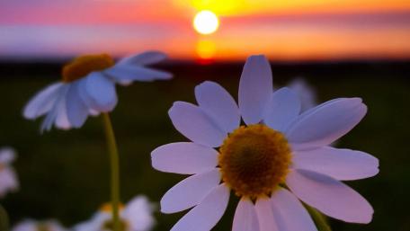 Radiant Daisies Against a Sunset Sky wallpaper