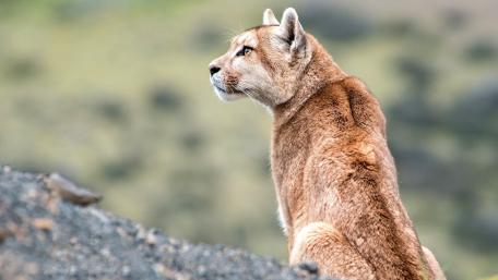 Majestic Puma in Natural Habitat wallpaper