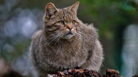 Wildcat in Natural Habitat wallpaper
