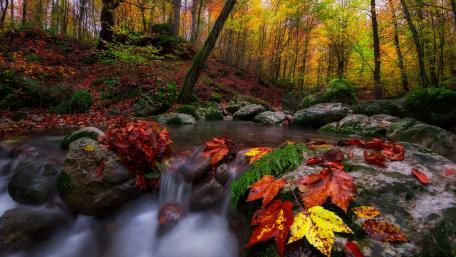 Autumn Serenity in Nature's Embrace wallpaper