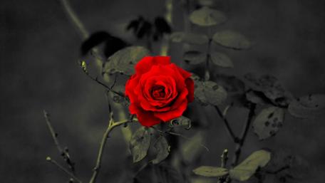 Vibrant Red Rose Among Dark Leaves wallpaper