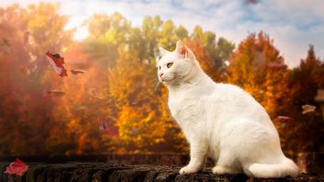 White Cat in Autumn Serenity wallpaper