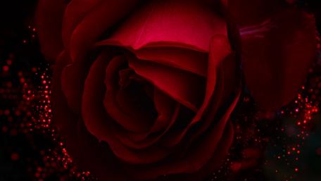 Elegant Red Rose Wallpaper for Your Space wallpaper
