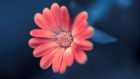 Vibrant Flower in Blue Background wallpaper