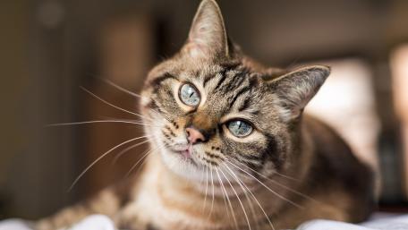 Charming Cat with Striking Blue Eyes in Portrait Style wallpaper