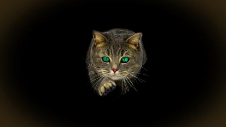 Mystical Cat with Striking Green Eyes wallpaper
