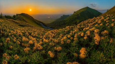 Golden Hour Over Blooming Hillside wallpaper