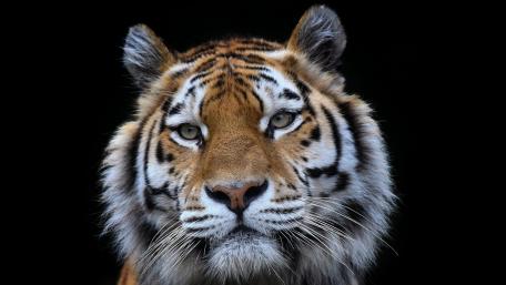 Majestic Tiger Staring Fiercely Into the Darkness wallpaper