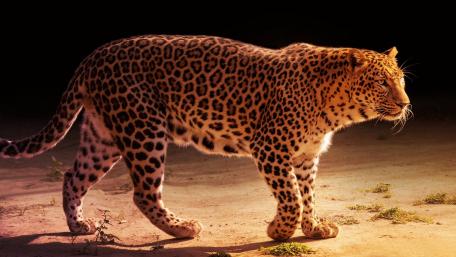 Majestic Leopard in Motion wallpaper