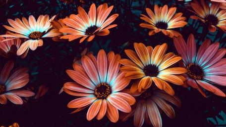 Vibrant Blossoms Under the Twilight Sky wallpaper