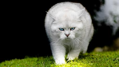 Majestic White Cat Strolling Through Lush Grass wallpaper