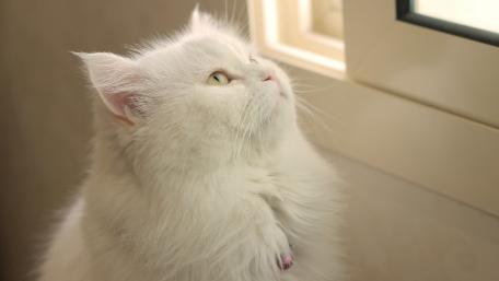 Majestic White Cat Gazing Out a Window wallpaper