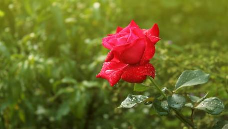 Vibrant Red Rose Glimmering with Dew Drops wallpaper