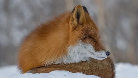 Cozy Red Fox in Winter Wonderland wallpaper