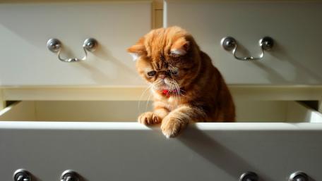 Curious Cat Exploring a Drawer wallpaper