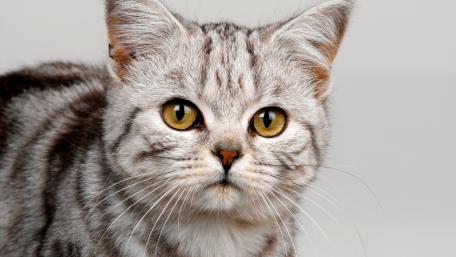 Charming Striped Cat with Expressive Eyes wallpaper