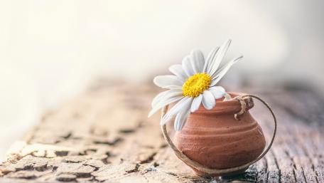 Delicate Daisy in a Rustic Pottery Vessel wallpaper