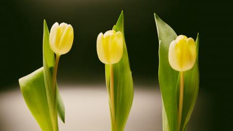 Gentle Yellow Tulips in Soft Light wallpaper