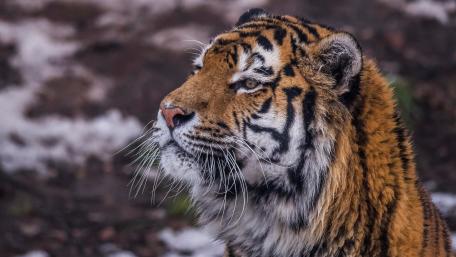 Majestic Tiger in a Winter Landscape wallpaper