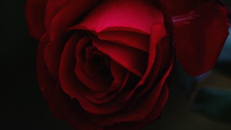 Elegant Red Rose Wallpaper for Your Space wallpaper