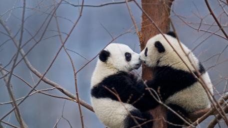 Playful Panda Cubs in Nature's Embrace wallpaper