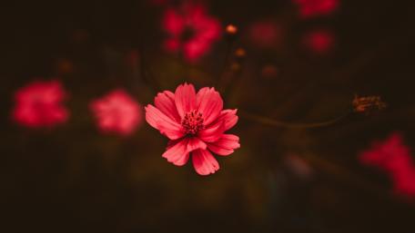 Vibrant Pink Cosmos Flower Wallpaper wallpaper