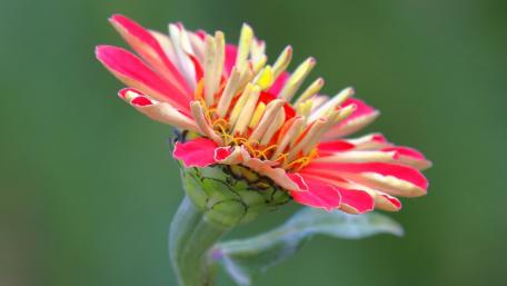 Vibrant Flower Blossom in Full Bloom wallpaper