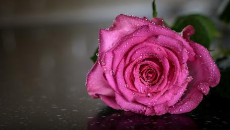 Elegant Pink Rose in Raindrops Natural Beauty Wallpaper wallpaper