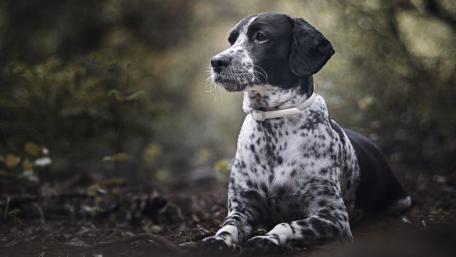 Gentle Companion in the Wilderness wallpaper