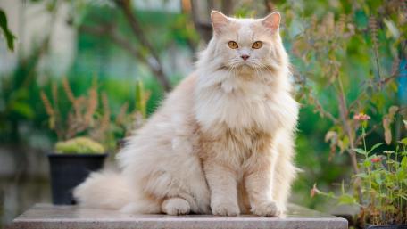 Majestic Cream-colored Cat in a Garden Setting wallpaper