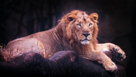 Majestic Lion in His Domain wallpaper