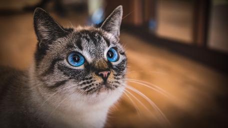 Striking Blue-Eyed Cat Wallpaper wallpaper