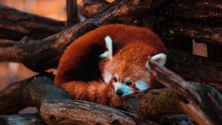 Cozy Red Panda in Natural Habitat wallpaper